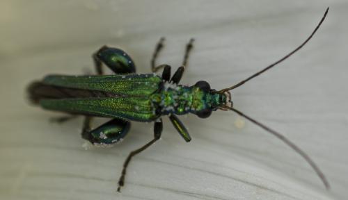 Oedemera nobilis